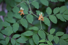 Lathyrus laevigatus occidentalis