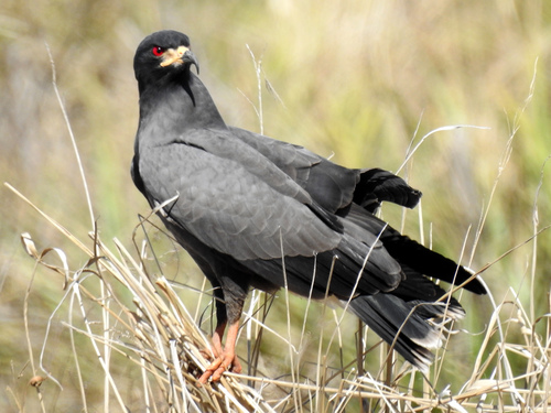 Snail Kite