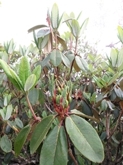 Rhododendron campanulatum