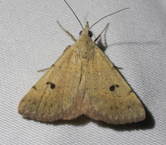 Hemeroplanis historialis