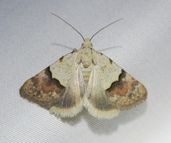 Euaontia semirufa