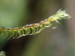 Racomitrium lawtonae