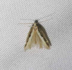 Aroga paraplutella