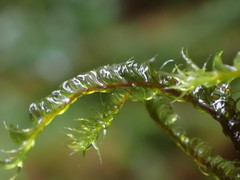 Racomitrium lawtonae