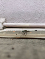 Diplacodes trivialis