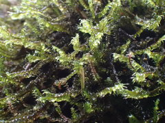 Racomitrium lawtonae