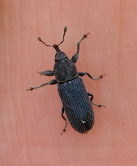 Mecinus janthiniformis