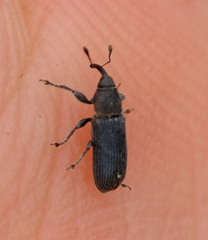 Mecinus janthiniformis