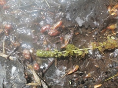 Utricularia minor