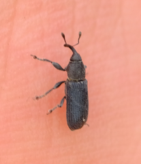 Mecinus janthiniformis