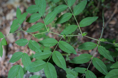 Lathyrus laevigatus occidentalis