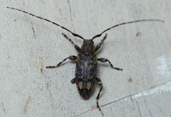 Astyleiopus variegatus