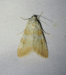 Hellula aqualis