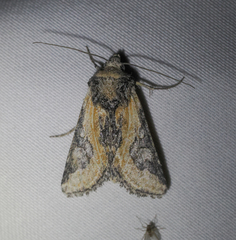 Crimona pallimedia