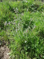 Cynoglossum cheirifolium