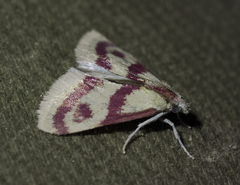 Dichozoma parvipicta