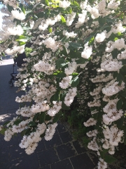 Magnoliopsida