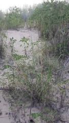 Sporobolus compositus