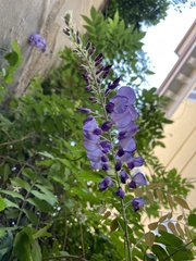 Wisteria sinensis