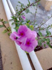 Catharanthus roseus