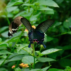 Papilio dialis