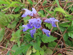 Salvia japonica
