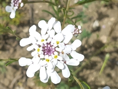 Iberis pectinata