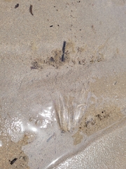 Bolinopsis infundibulum