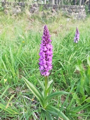 Dactylorhiza elata