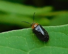 Disonycha xanthomelas