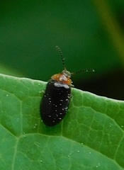 Disonycha xanthomelas
