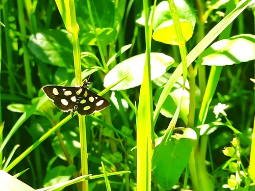 Anania funebris