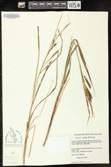 Carex recta