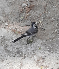 Motacilla alba