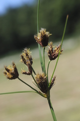 Bolboschoenus laticarpus