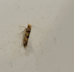 Lepidoptera