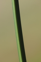 Bolboschoenus laticarpus
