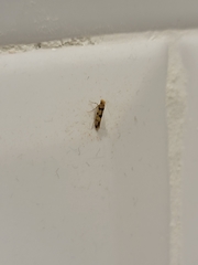 Lepidoptera