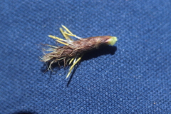 Bolboschoenus laticarpus