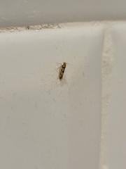 Lepidoptera