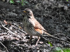 Turdus iliacus