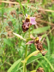 Ophrys scolopax