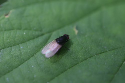 Minettia longipennis, Noordwijkerhout, Zuid-Holland, Netherlands, photo 6 of 10