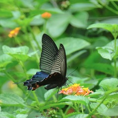 Papilio dialis