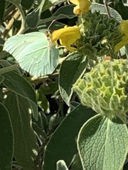 Gonepteryx cleopatra