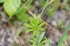 Galium rivale