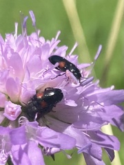 Divales bipustulatus