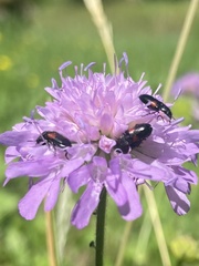 Divales bipustulatus