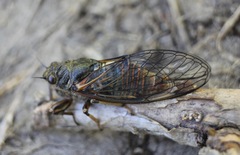 Cicadetta