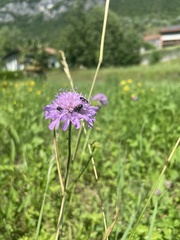 Divales bipustulatus